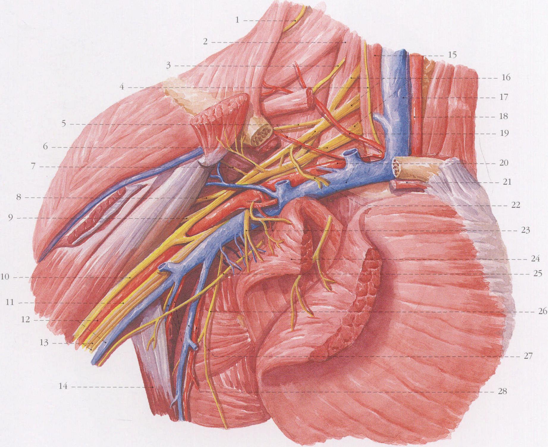 图313 腋窝的动脉（右侧）-基础医学-医学